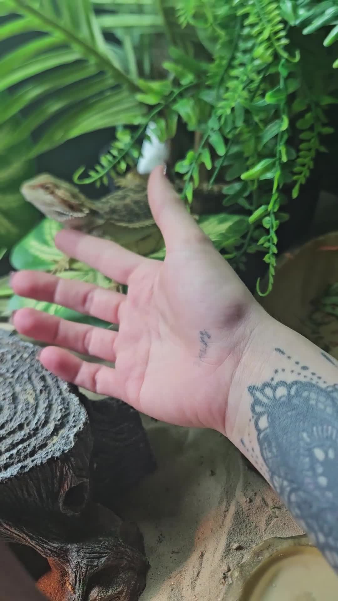 Bearded Dragon reptiles for sale: Bearded dragon & set up in Walsall - Video 1