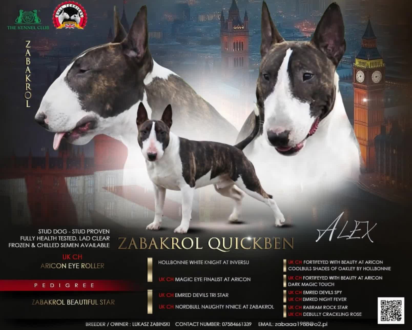 Bull Terrier dogs for stud: UK CH SIRED STUD - TOP EMRED & ARICON BLOODLINES - Video 3