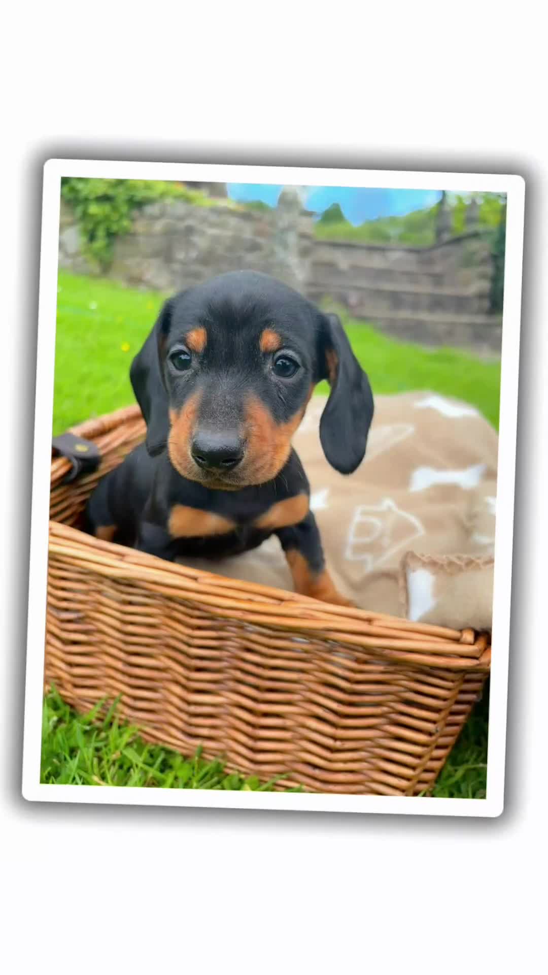 Miniature Dachshund dogs for sale: Miniature Dachshund Pups/ Dad DNA tested - Video 1