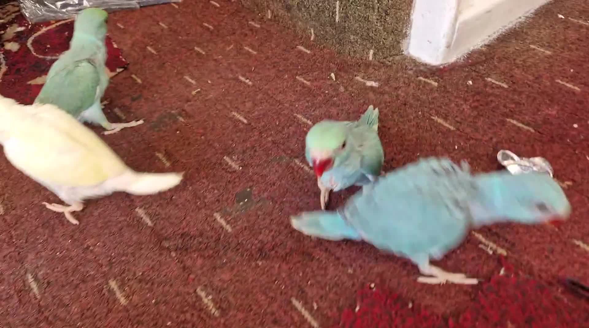 Parrots birds for sale: Indian ringnecks for sale  - Video 2