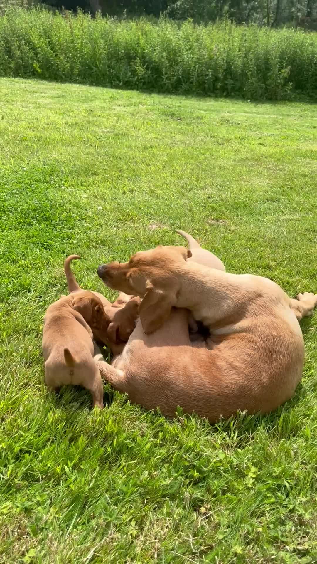 Labrador Retriever dogs for sale: Fox red and yellow labradors in Leyburn - Video 1