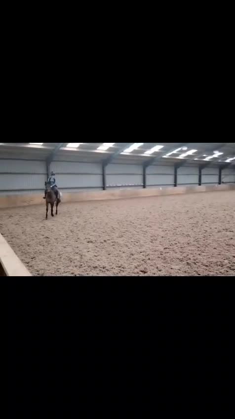 Irish Thoroughbred horses for sale: Exceptional Chunky Tb bright bay horse For sale  - Video 1