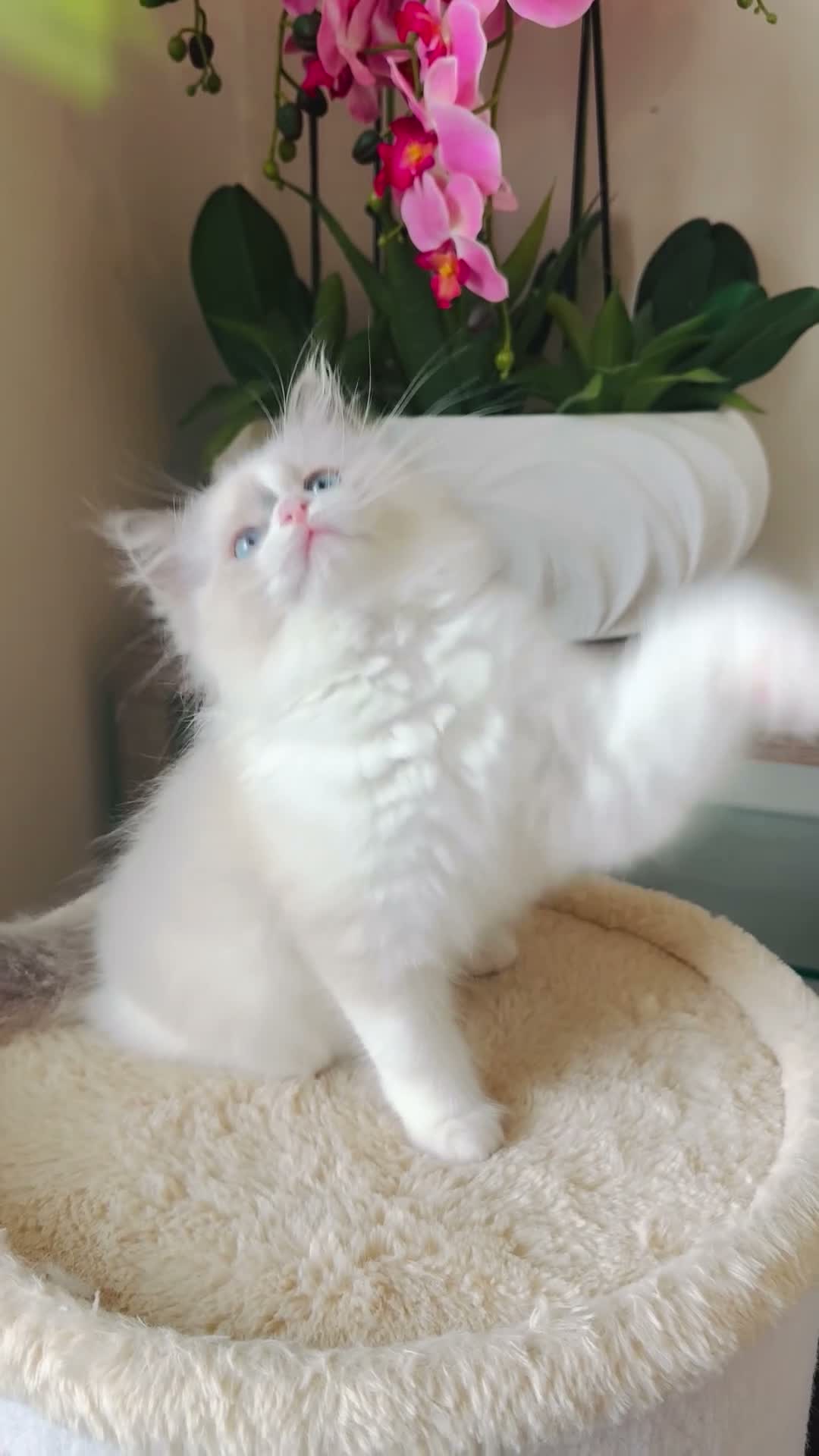 Ragdoll cats for sale: ✨️🏆 🧸🤎ReadyNow Eu ChampLine Tica Reg Ragdolls  - Video 1