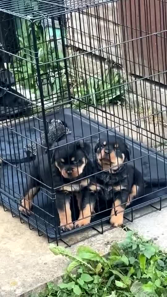 Rottweiler dogs for sale: Female Rottweiler pup for sale  - Video 4