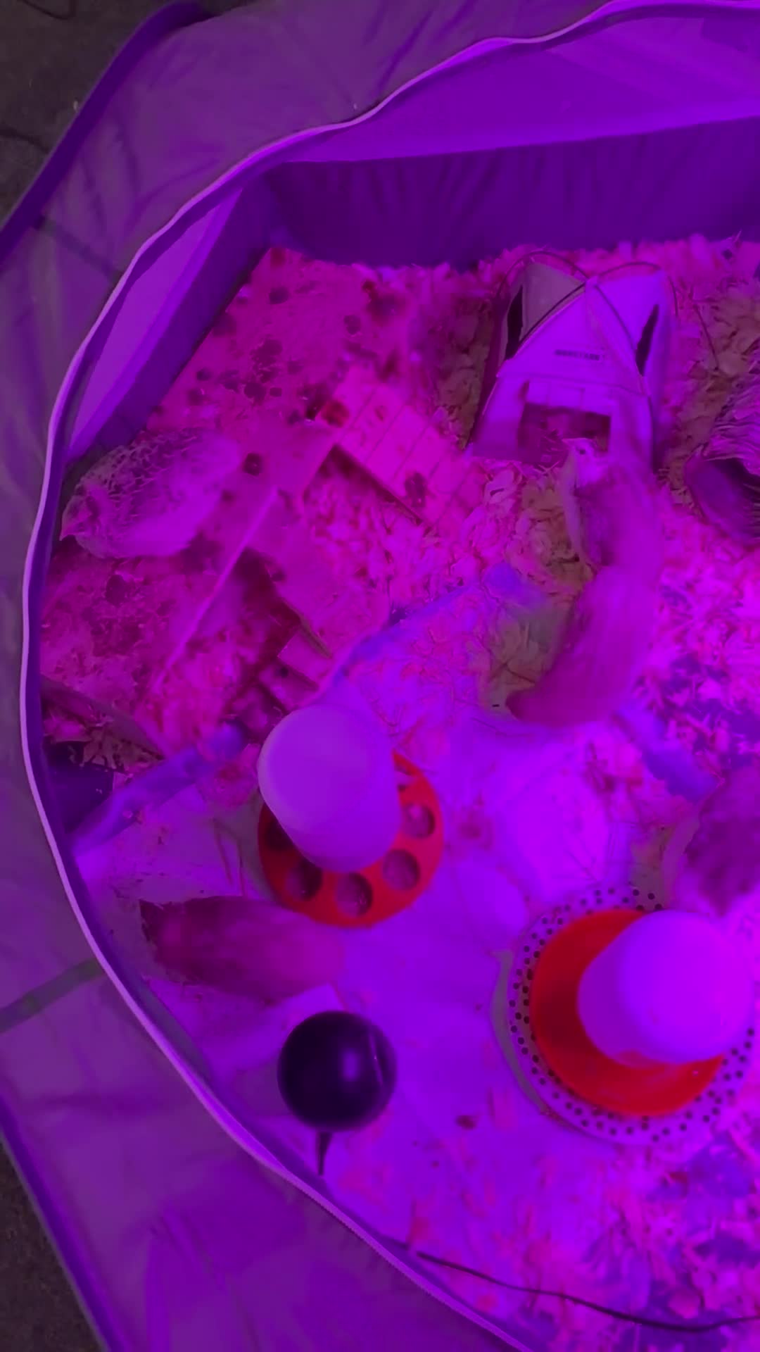 Quail poultry for sale: 4x celadon coturnix quail males in Cumnock - Video 2