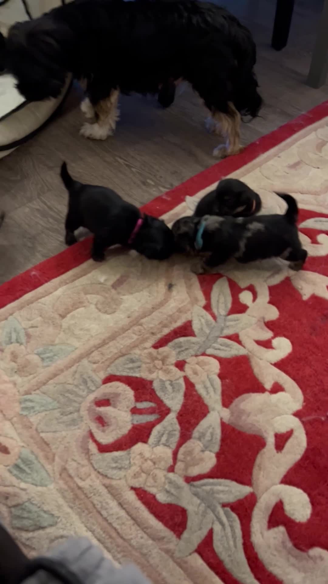 Mixed Breed dogs for sale: Puppies for sale - Video 1