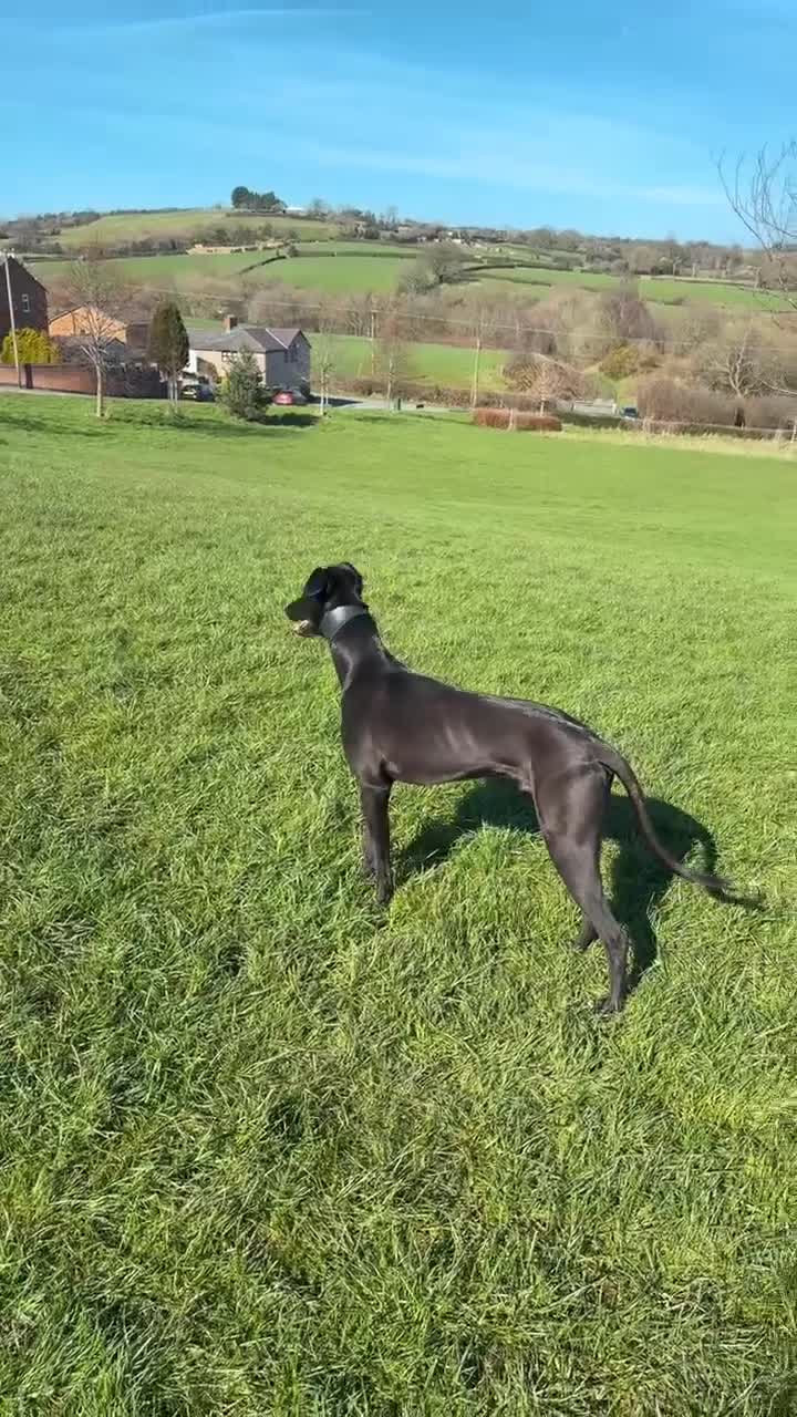 Lurcher dogs for sale: Lurcher for sale  - Video 2