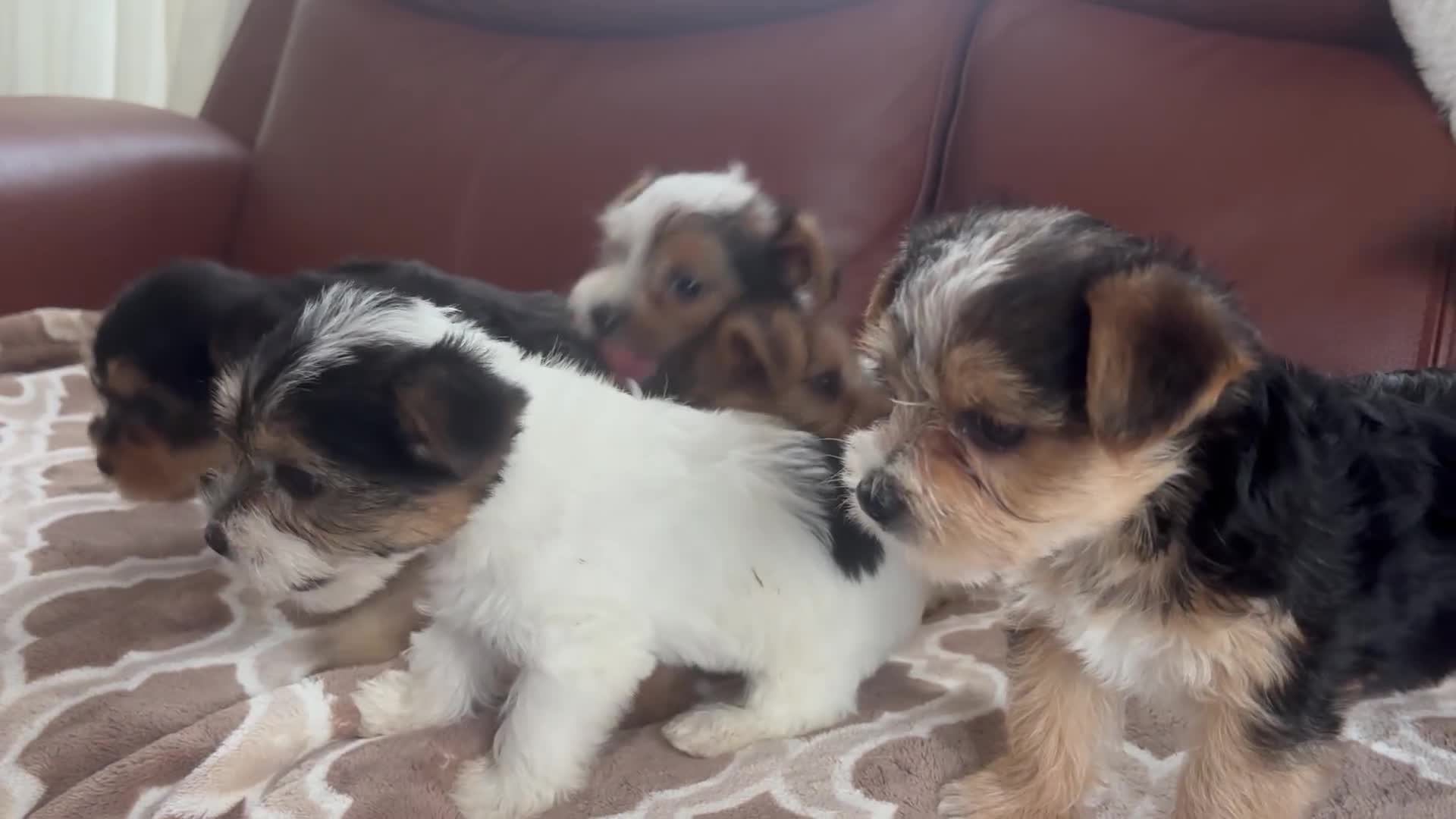 Mixed Breed dogs for sale: Yorkshire terrier/Jack Russell - Video 2