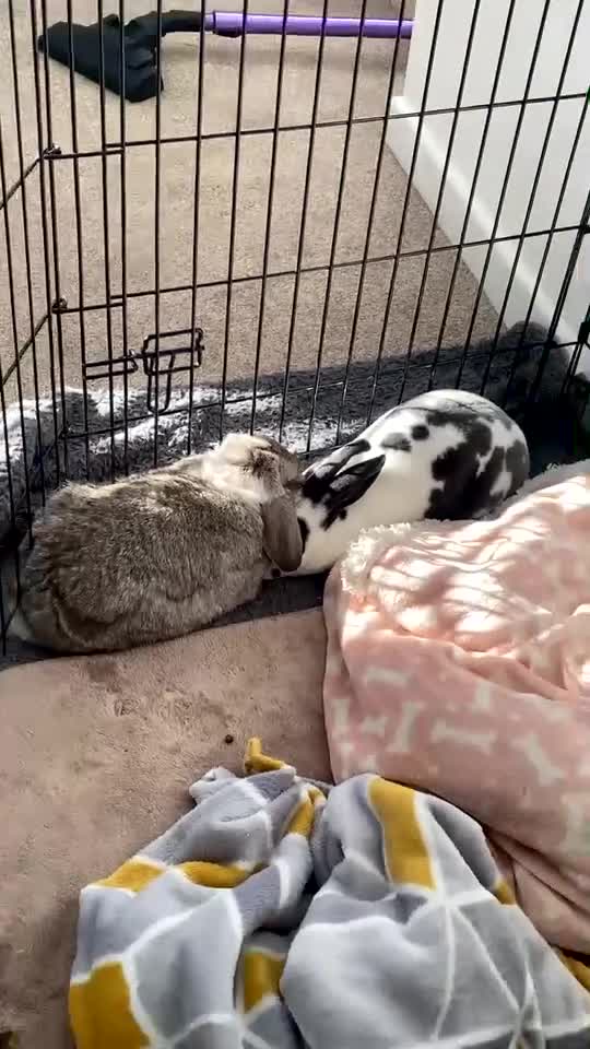 Mini Lop rabbits for sale: Two rabbits for sale together - Video 3