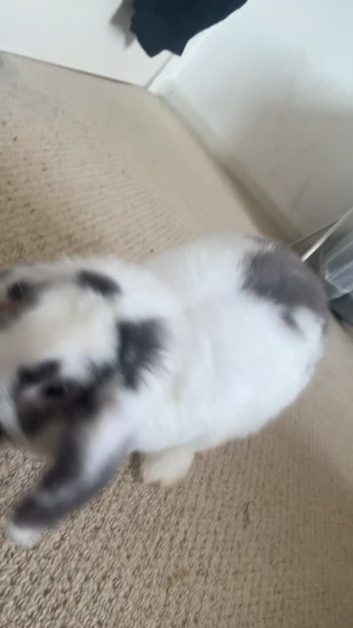 Mini Lop rabbits for sale: Boy/Girl Mini Lops in Derby - Video 1