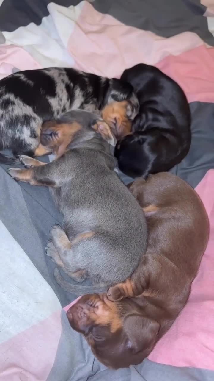 Miniature Dachshund dogs for sale: Last little silver girl available  - Video 2