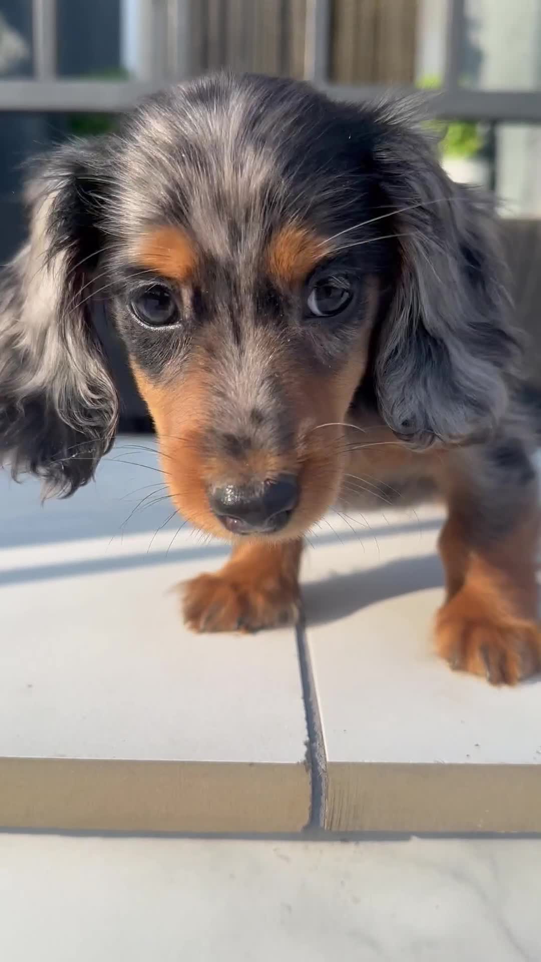 Miniature Dachshund dogs for sale: **MINI LONG HAIRED DACHSHUND** - Video 1