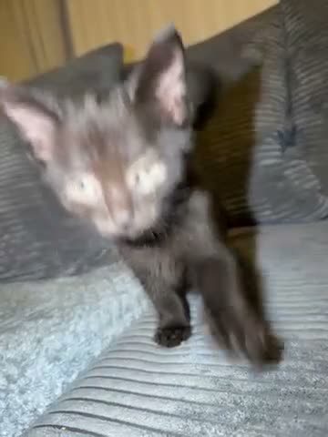 Mixed Breed cats for sale: one beautiful kitten ready to leave!  - Video 1