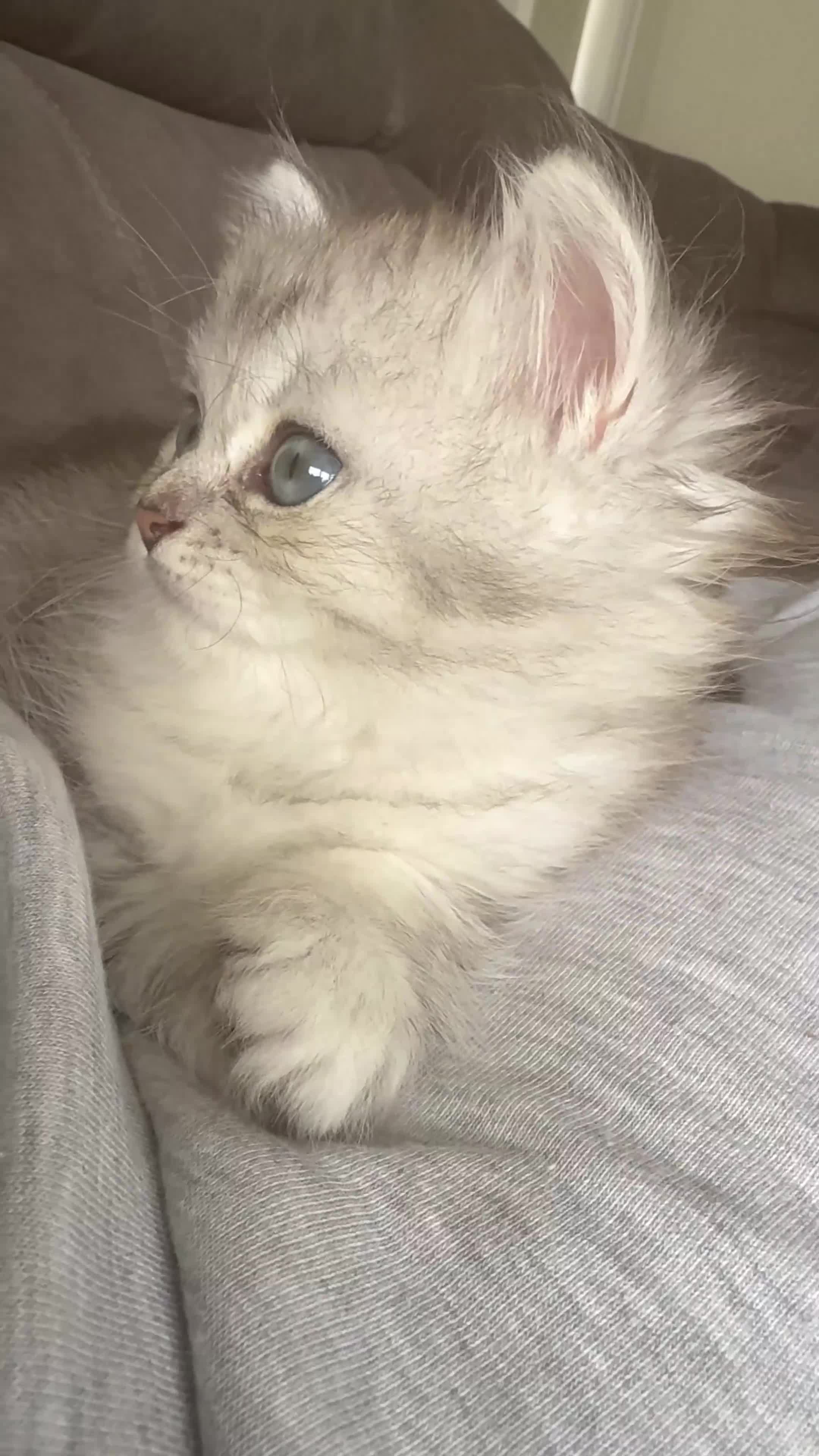 British Shorthair cats for sale: Beautiful rare litter of shorthair kittens - Video 1