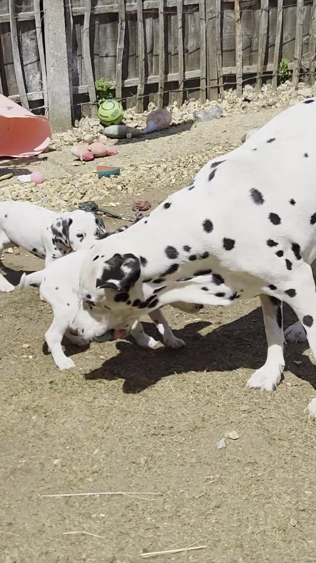 Dalmatian dogs for sale: Last 2 handsome boys Dalmatian puppies  - Video 1