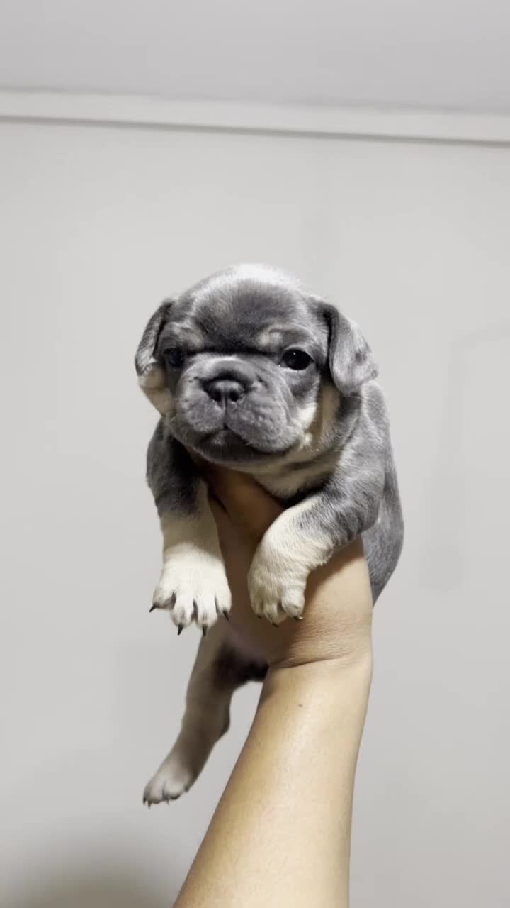 French Bulldog dogs for sale: 2 French Bulldog Boys-Blue Tan/Blue Fawn-ReadyNow  - Video 2