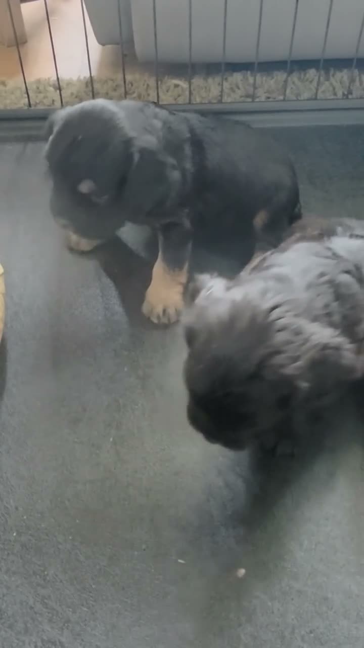 Mixed Breed dogs for sale: READY NOW Cocker Spaniel x Fenchie puppies - Video 1