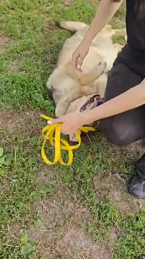 Mixed Breed dogs for adoption: 💙🐶 SIRKO 🐶💙 - Video 1