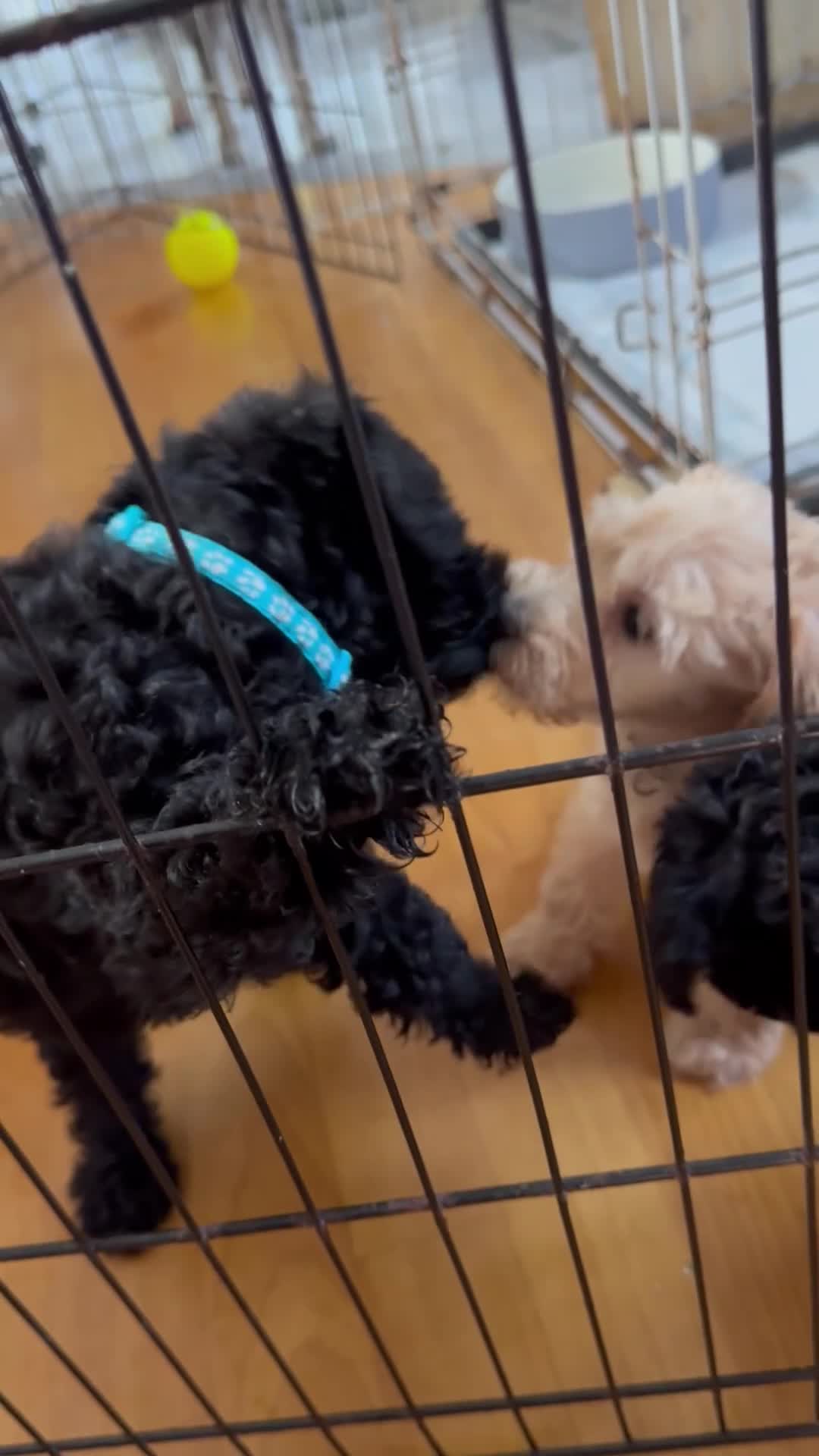 Schnoodle dogs for sale: F1 miniature schnoodles  - Video 1