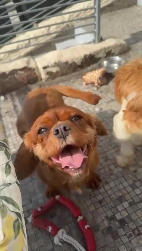 Cavalier King Charles Spaniel dogs for sale: Most loveliest caring, Female CKC Spaniel - Video 1