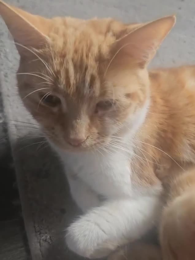 Mixed Breed cats for sale: Three quarters ginger bengals  in London - Video 1