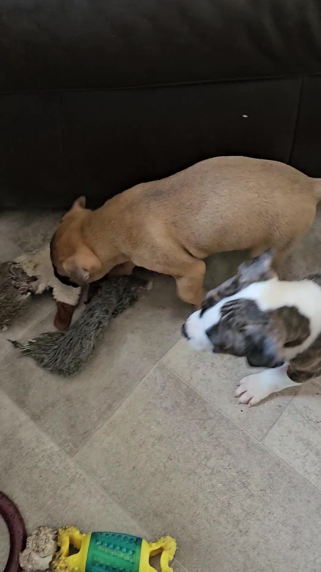 Bullmastiff dogs for sale: Bullmastiff puppy female  - Video 2