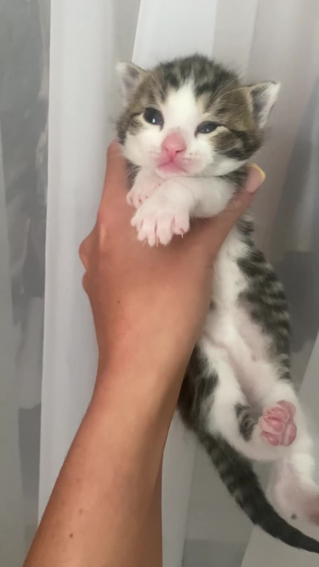 Mixed Breed cats for sale: Mixed breed kittens  - Video 2