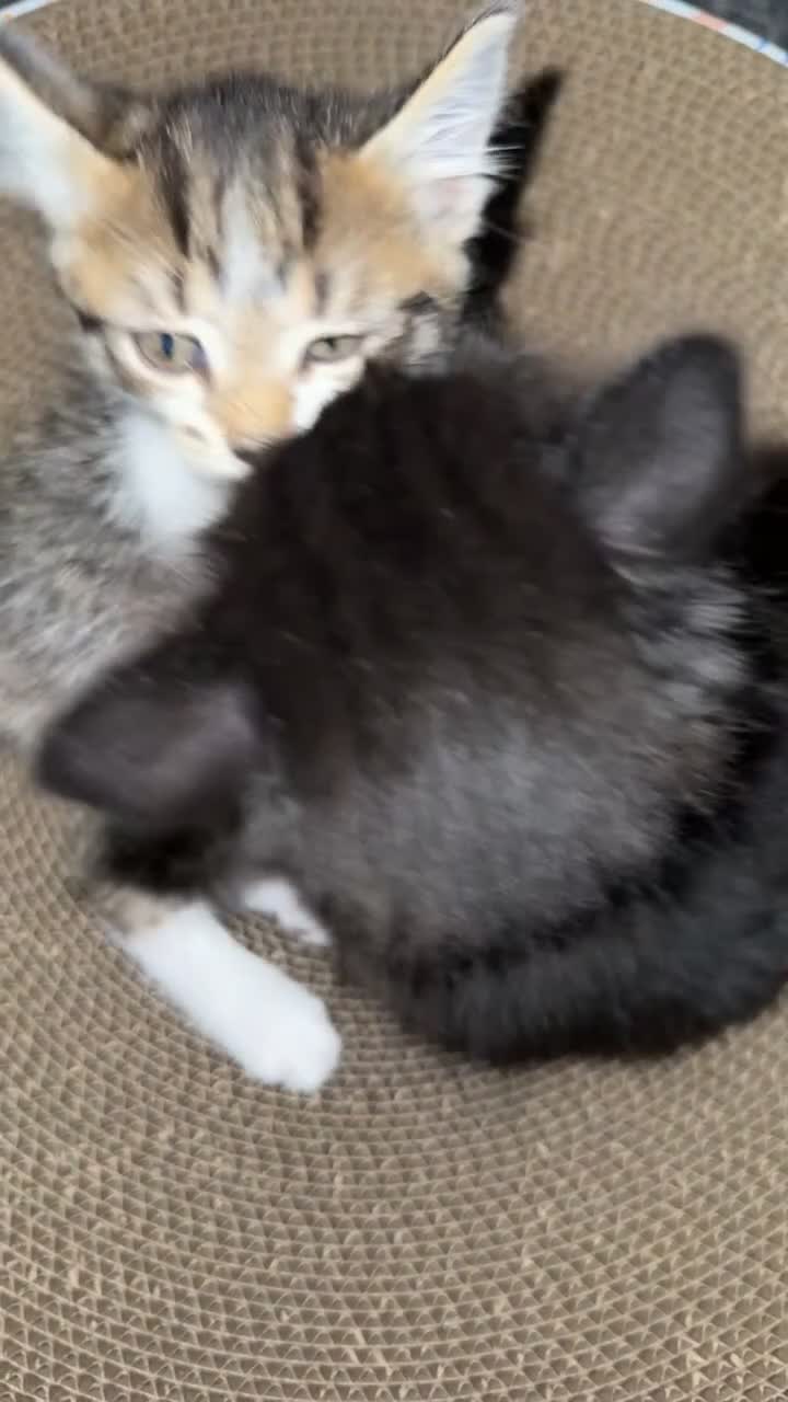 Domestic Shorthair cats for sale: 🐾Gorgeous Tabby & Sleek Black Kitten Duo🐾 - Video 1