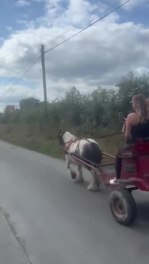 Miniature horses for sale: Mini cob gelding  - Video 2