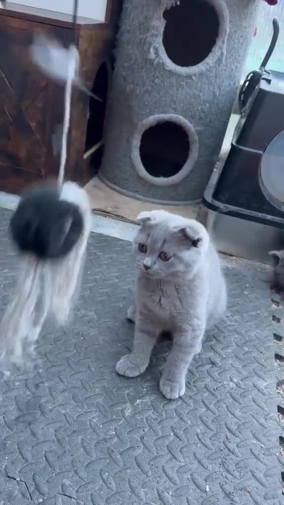 British Shorthair cats for sale: Beautiful Male British Shorthair Kitten  - Video 1