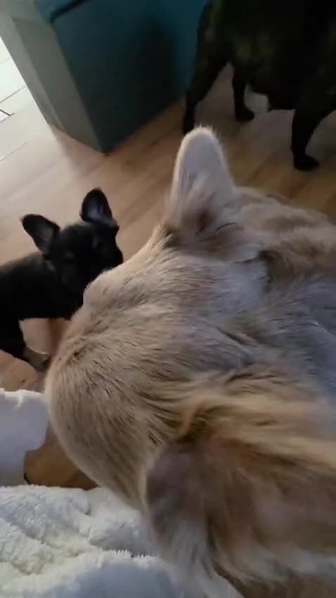 French Bulldog dogs for sale: FLUFFY FRENCHIE READY  - Video 3