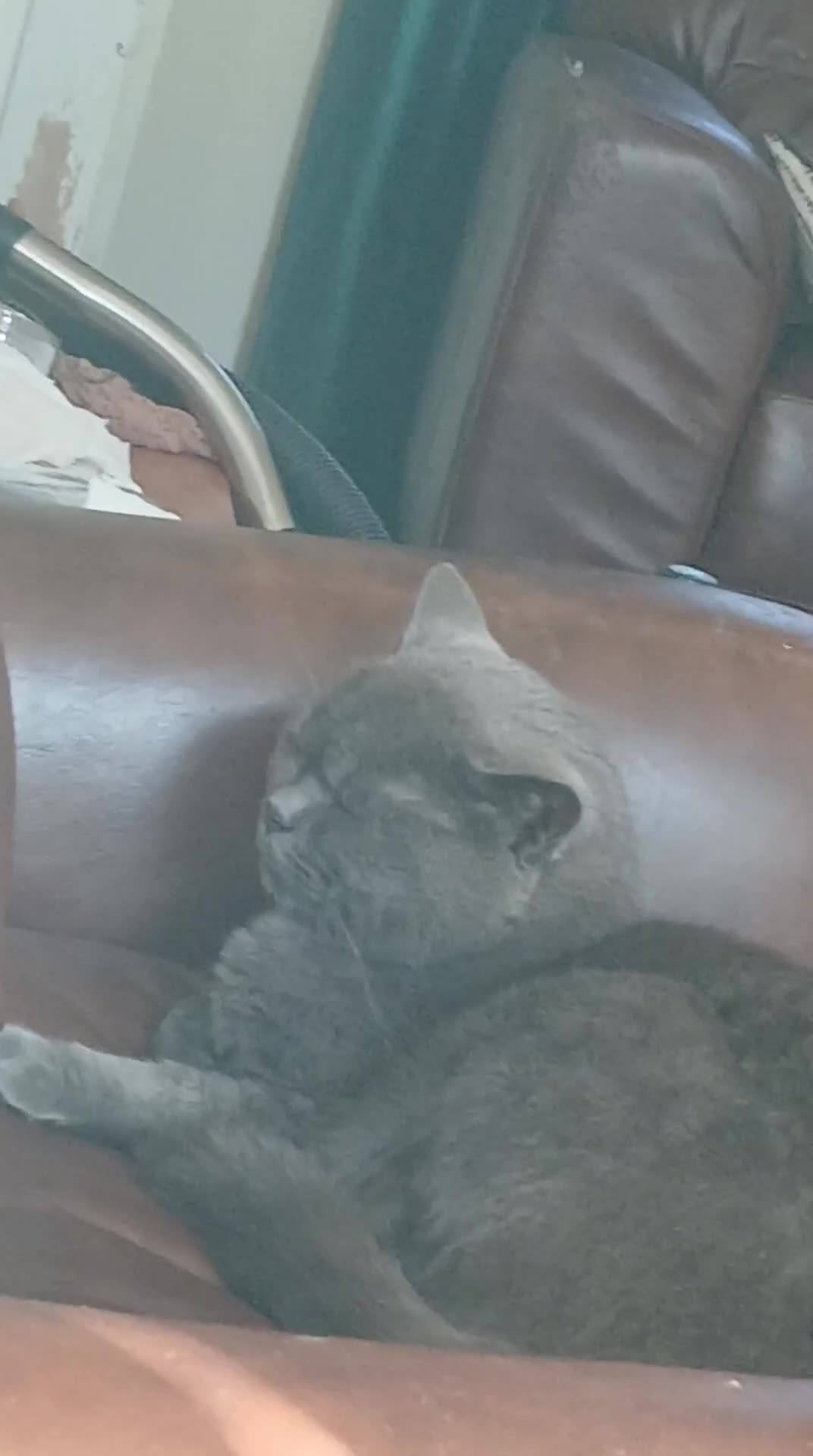 British Shorthair cats for sale: Loving cat for sale - Video 1