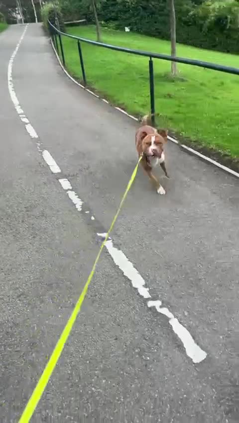 Mixed Breed dogs for sale: Urgent Home needed for Duke - Video 2