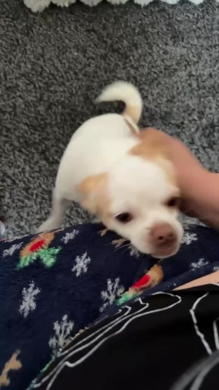 Chihuahua dogs for sale: Chihuahua  - Video 1