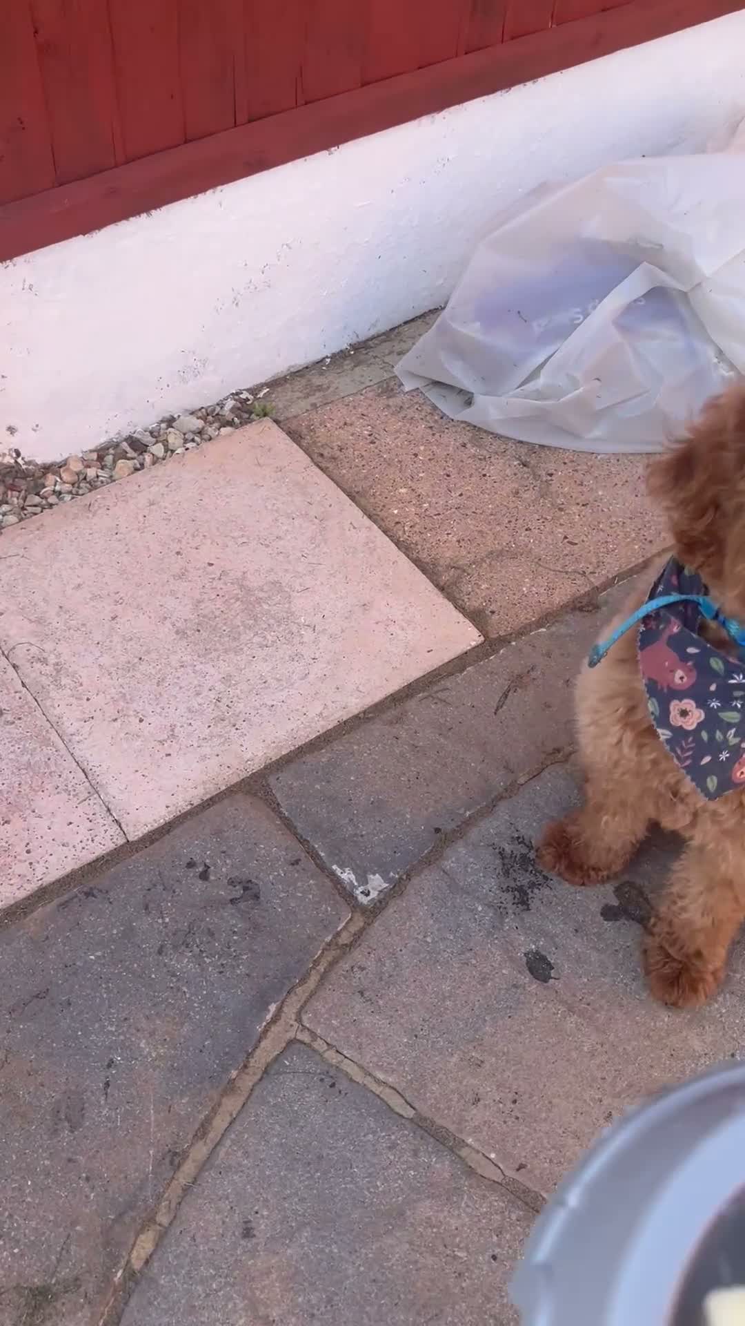 Mini Goldendoodle dogs for sale: Lovely male mini golden-doodle for rehoming! - Video 3