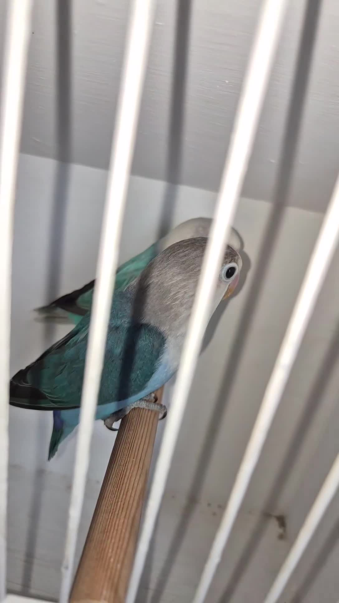 Lovebirds birds for sale: 2 love birds  in Dalkeith - Video 1