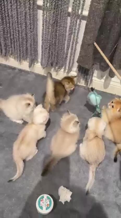 Scottish Fold cats for sale: purebred Scottish Straight kittens - Video 1