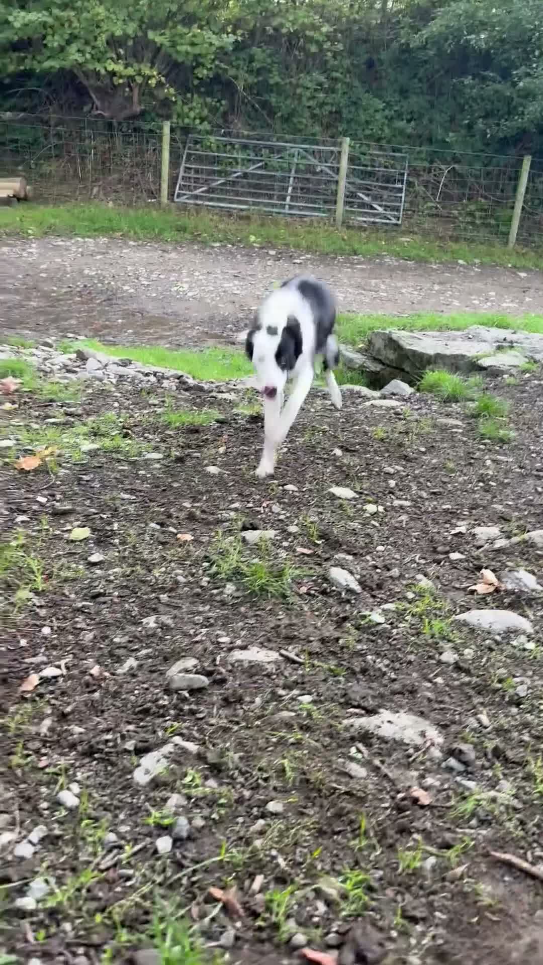 Border Collie dogs for sale: Border Collie Pup - Glen 🐾 - Video 1