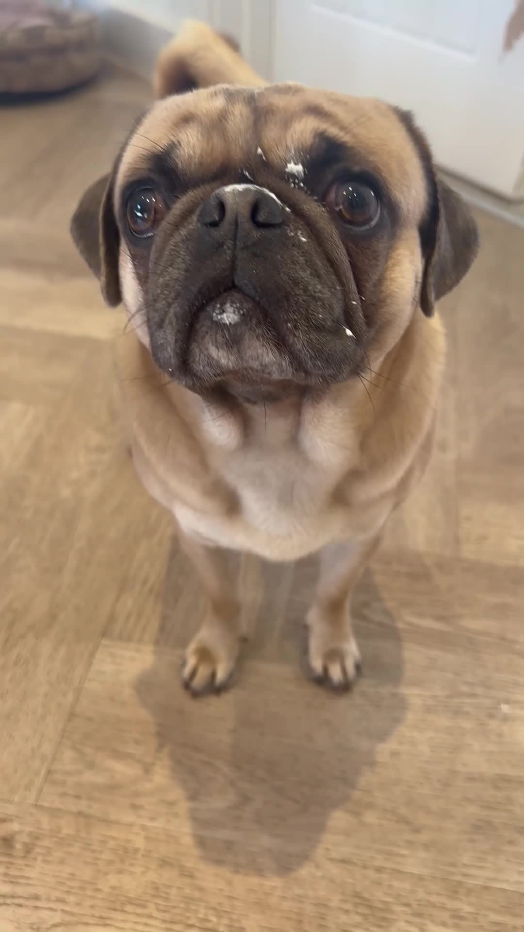 Pug dogs for stud: KC pug carrying choclate for stud - Video 1