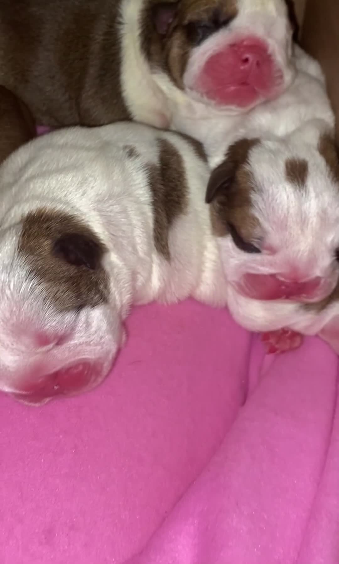 English Bulldog dogs for sale: English Bulldog Pups Standard Kc Reg - Video 1
