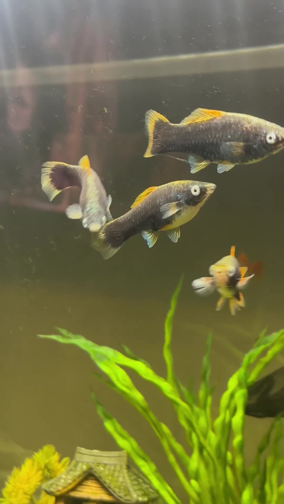 Other/Mixed Breed fish for sale: Molly x swordtail molly male and female  in Burgess Hill - Video 4