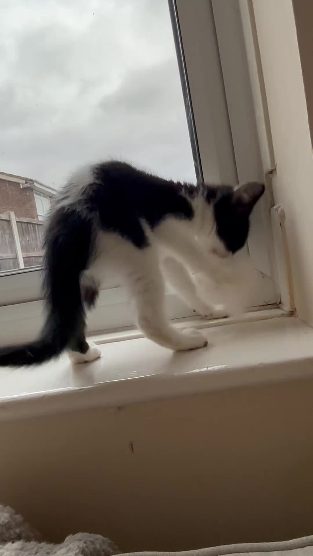 British Shorthair cats for sale: 11-Week-Old Kitten Looking for a Loving Home 🐾 - Video 2