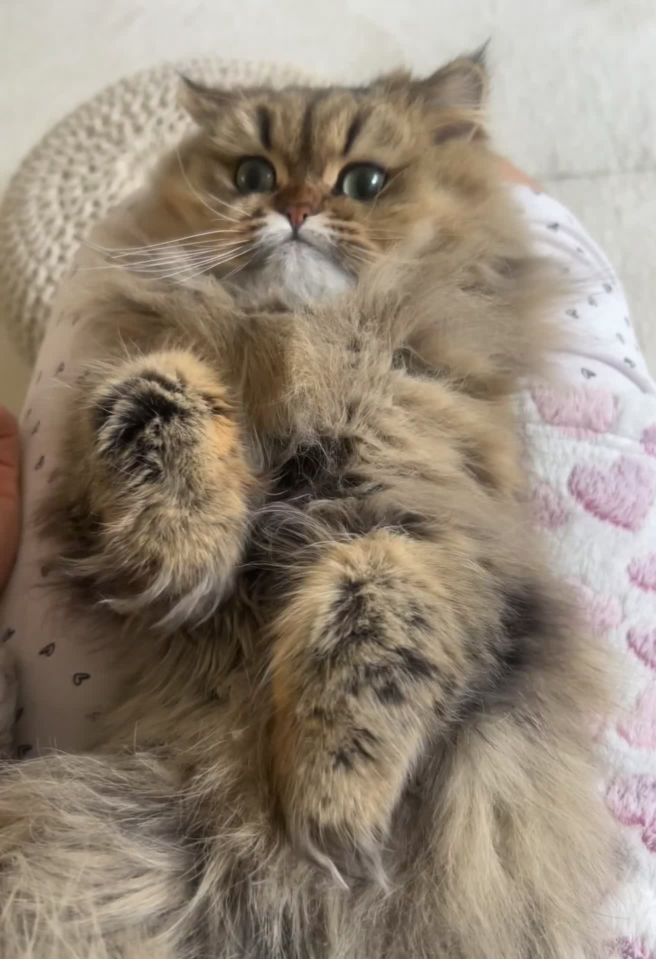 Persian cats for sale: GOLDEN PERSIAN BOY💎Looking for new home  - Video 1