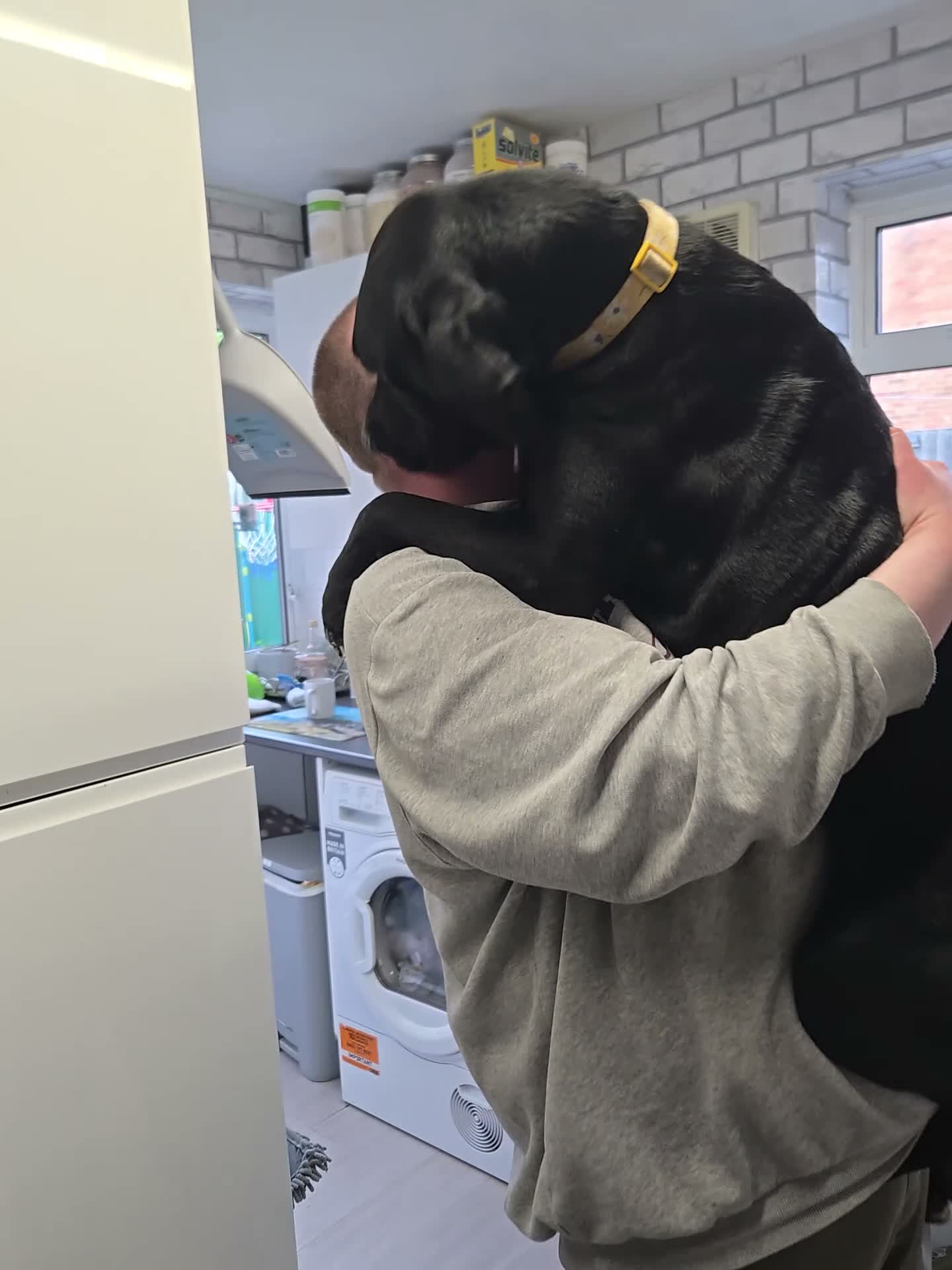 Mixed Breed dogs for sale: Looking for a loving home - 2 year old bullador - Video 5