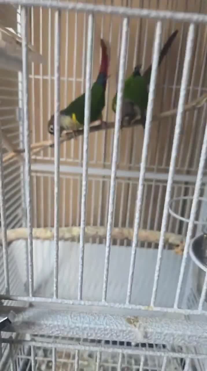 Conures birds for sale: Proven breeding conure pair  - Video 1
