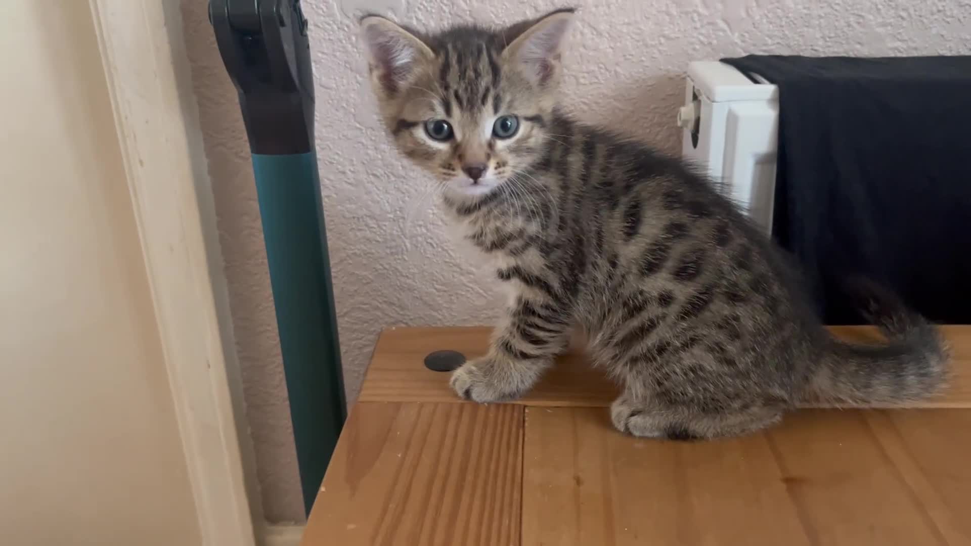 Mixed Breed cats for sale: Amazing stripy Bengal x kittens ready now - Video 1