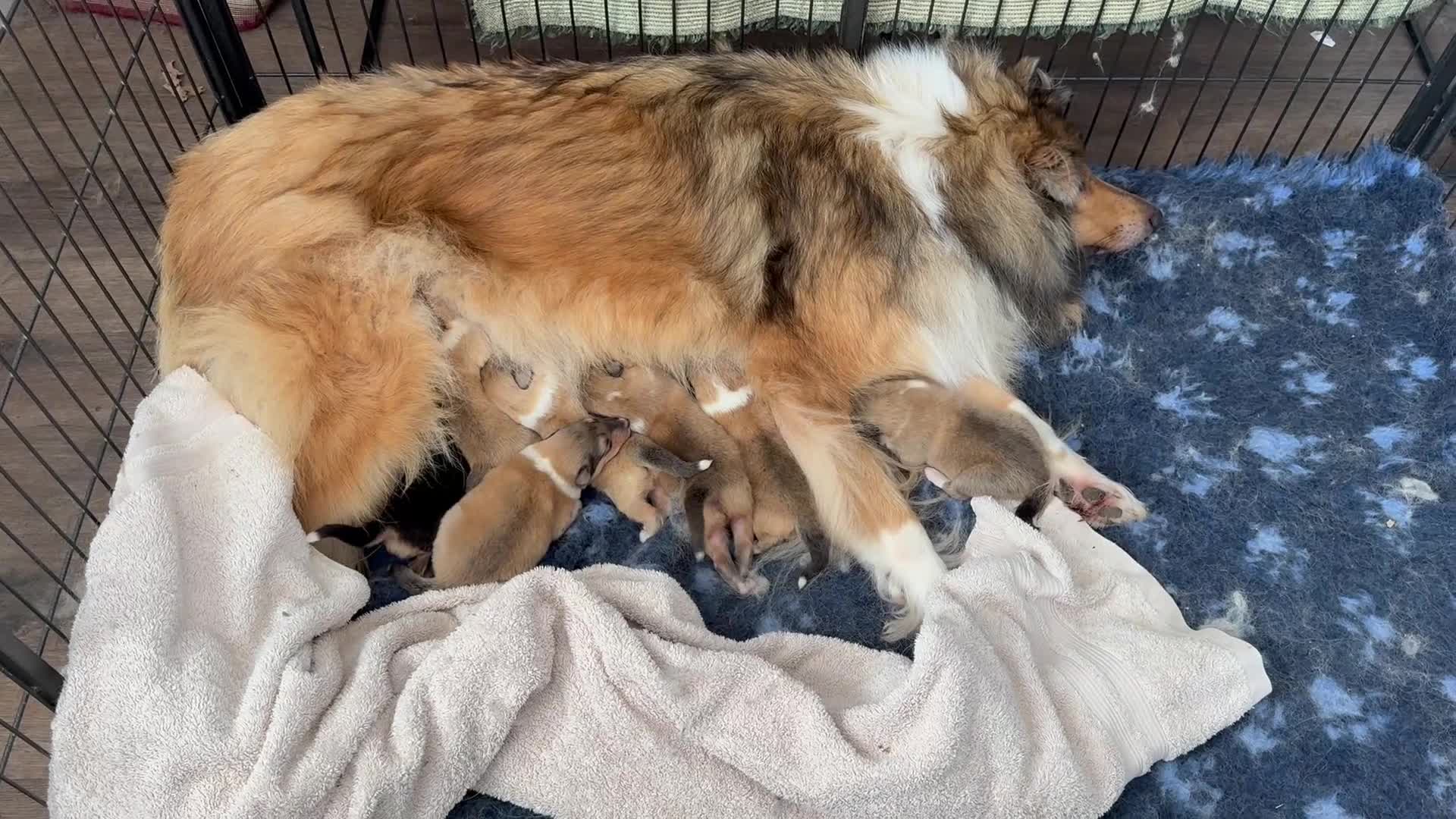 Rough Collie dogs for sale: Unaffected KC Reg Rough Collie Puppies Available  - Video 2