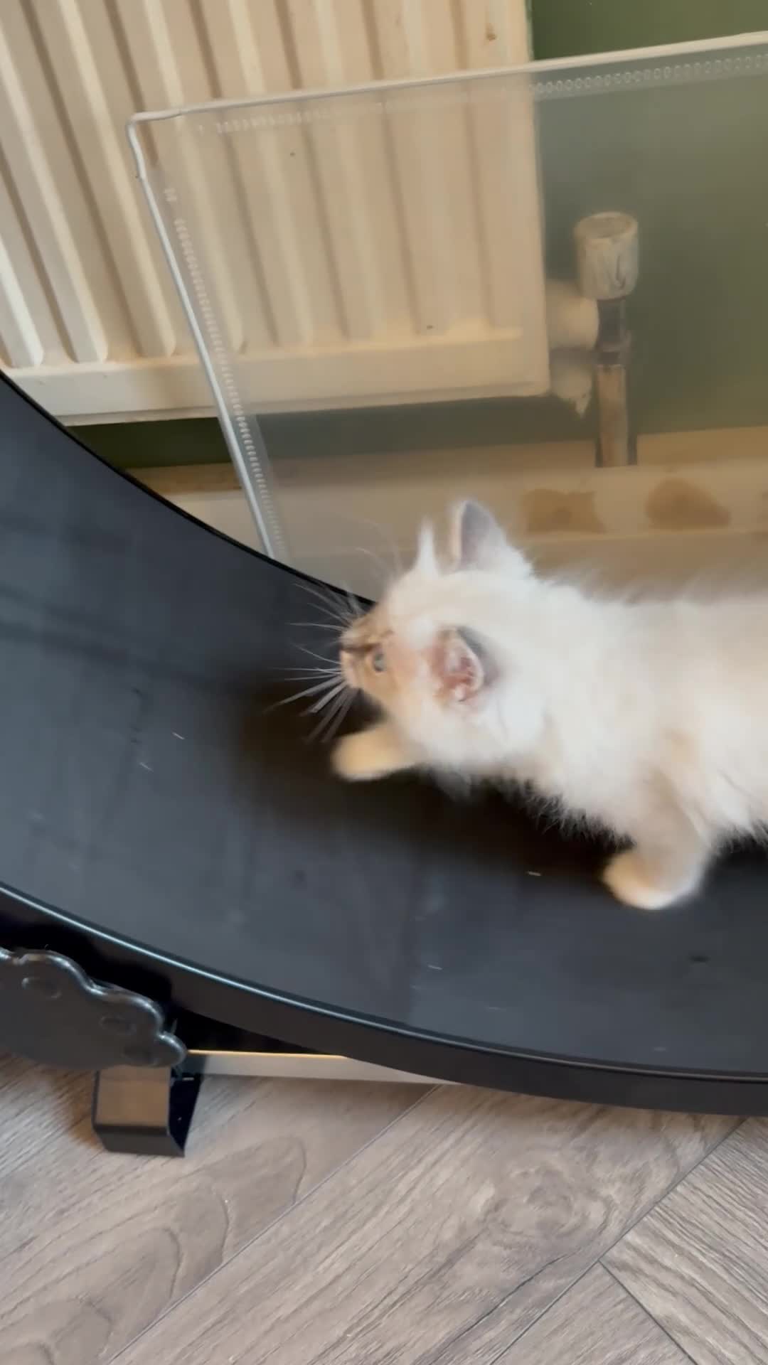 Ragdoll cats for sale: GCCF Registered - 1 Blue Tabby Remaining  - Video 1