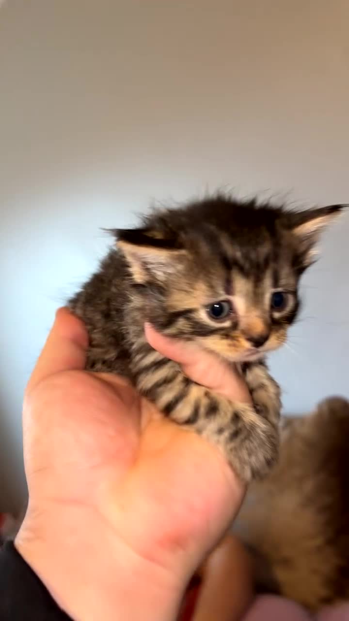 Mixed Breed cats for sale: Kittens for sale  - Video 5