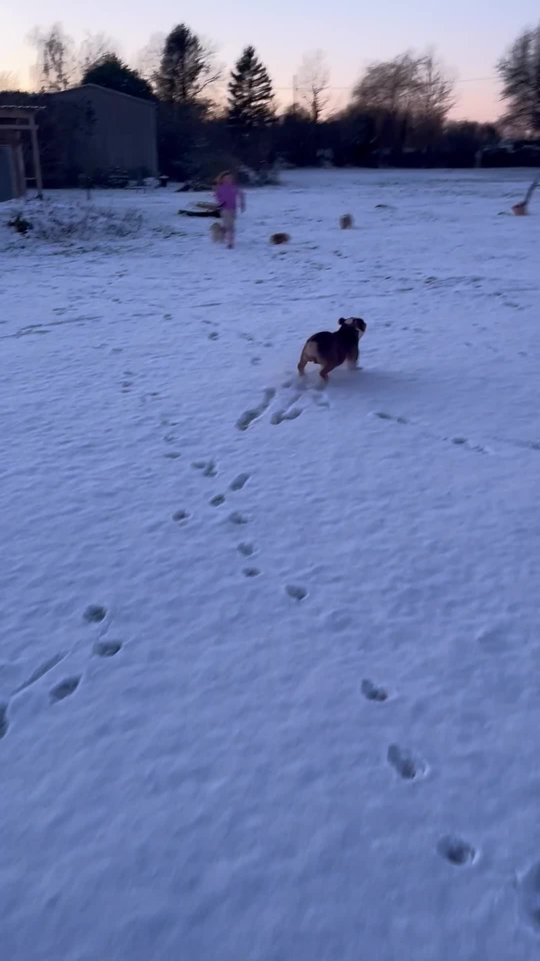 Olde English Bulldogge dogs for sale: Lovely Old english female - Video 2